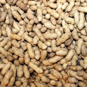 cacahuètes fraîches